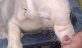 小猪崽子爆料娱乐圈,小猪崽子揭露惊天秘密